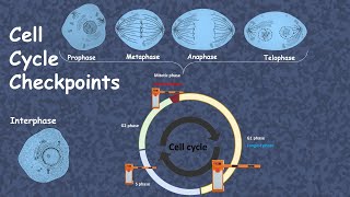 cell cycle checkpoint advanced [upl. by Annorah]