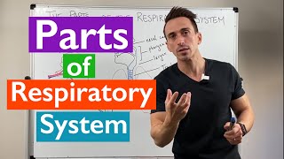 Parts of the Respiratory System  Overview [upl. by Ertsevlis468]