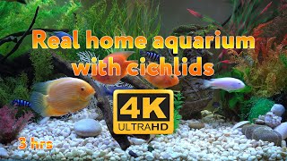 Real aquarium in 4K 🐠 Cichlids 🍀 3 hours [upl. by Darya553]