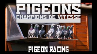 Le monde de la colombophilie  The world of pigeon racing  english subtitles [upl. by Wardle]