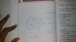 এসএসসি জীববিজ্ঞান ব্যাবহারিক  Biology practical SSC 2022 [upl. by Amitak]