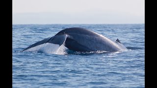 Mirissa Whale Watching [upl. by Choong288]