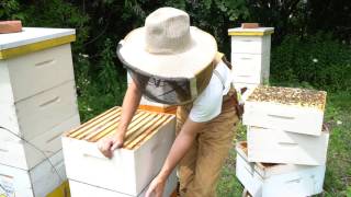 Why Managing Bee Hives as Single Brood Chambers Works [upl. by Darwen]