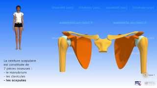 La ceinture scapulaire [upl. by Carol]