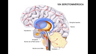 Fisiologia de la serotonina y sus alteraciones [upl. by Sirraf]