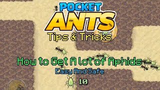 Pocket Ants Tips And Tricks  How to get More APHIDS FROM RAID [upl. by Aytida]