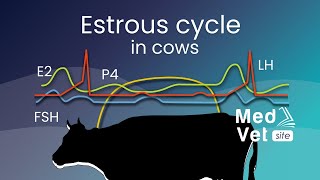 Bovine estrous cycle [upl. by Leventis13]