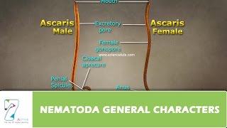 NEMATODA GENERAL CHARACTERS [upl. by Plate]