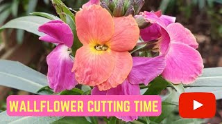 Propagating Wallflower Erysimum Cuttings Propagation [upl. by Perce]