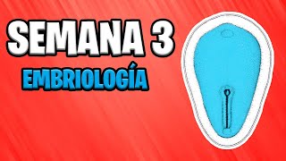 ✅ TERCERA SEMANA  EMBRIOLOGÍA 📚 DESARROLLO EMBRIONARIO  GASTRULACIÓN  NOTOCORDA  EMBARAZO [upl. by Furmark]