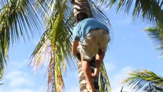 Lifecycle of the coconut tree [upl. by Ppik]