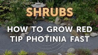 How to Grow Red Tip Photinia Fast [upl. by Kerwinn]