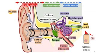 Anatomie de loreille 👂 [upl. by Medarda]