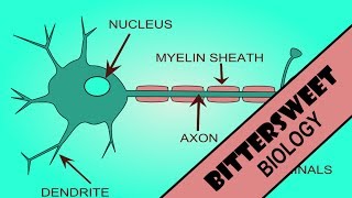 Action Potential Explained  The Neuron [upl. by Lehteb5]