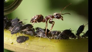 Ants Farming Aphids [upl. by Eimam]