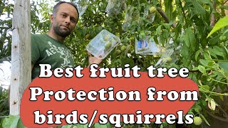 Best fruit tree protection method from bids and squirrels [upl. by Ahs751]