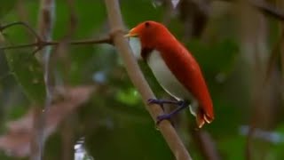 Dancing Birds of Paradise  Wild Indonesia  BBC Earth [upl. by Rumery]