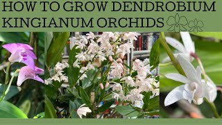 How to grow Australian Dendrobium kingianum orchids [upl. by Memberg]