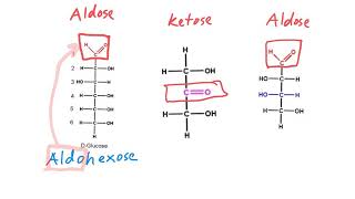 Aldose vs Ketose [upl. by Gennie]