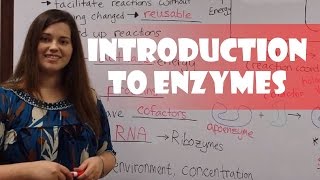 Introduction to Enzymes [upl. by Allisan]