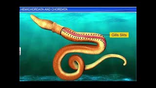 CBSE Class 11 Biology  Hemichordata and Chordata  By Shiksha House [upl. by Ardnekahs]