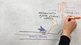 Introduction to somatosensory system [upl. by Aidnyc645]