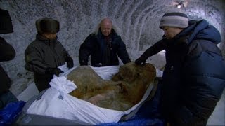 The Perfectly Preserved Frozen Yuka Mammoth Mummy  Woolly Mammoth Secrets from the Ice  BBC [upl. by Thorlay996]