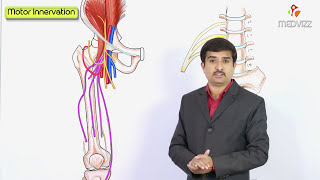 Femoral Triangle  Everything You Need To Know  Dr Nabil Ebraheim [upl. by Victory]