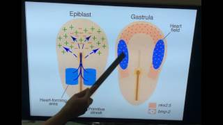 Embryology of Cardiovascular system  Development of heart Part I  Dr Vijaya [upl. by Akemrehs634]