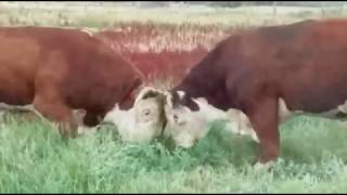 Double bull fight with 4 big Hereford bulls [upl. by Eachern]