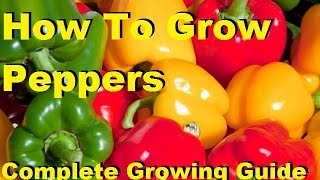 How To Grow Peppers  Complete Growing Guide [upl. by Domela817]