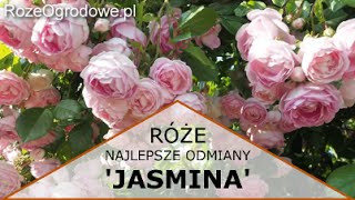 Róża pnąca JASMINA® [upl. by Erin720]