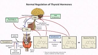 What is a thyroidectomy  THYROID THURSDAY  Dr Raymond Douglas [upl. by Anujra]