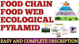 FOOD CHAIN FOOD WEB AND ECOLOGICAL PYRAMID [upl. by Naejarual]