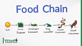 Grade 4 Science How Do Food Chains Work [upl. by Ynohtna]