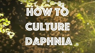 How To Culture Daphnia Magna [upl. by Magdalen]