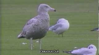 An eye for Iceland and Glaucous Gulls [upl. by Critchfield]