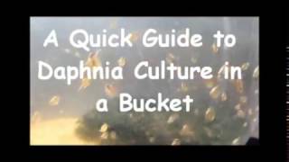 How to culture daphnia outside [upl. by Niliac330]