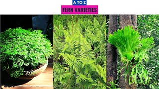 Fern Varieties A to Z [upl. by Adnawak]