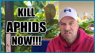 How to Get Rid of APHIDS [upl. by Sateia]