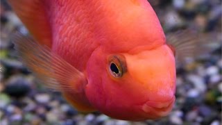 Understanding the Parrot Cichlid [upl. by Llenrep]