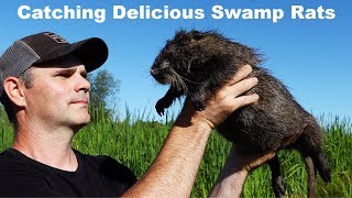 Nutria  Catching Delicious Swamp Rats Mousetrap Monday [upl. by Ynafit]