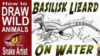 How to Draw a Basilisk Lizard on Water intermediate [upl. by Xad149]