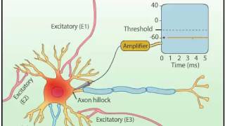 EPSP amp IPSP [upl. by Kerns]