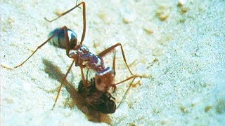 How Ants Use the Sun to Find Food  Trials of Life  BBC Earth [upl. by Adok]