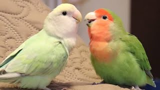 Lovebirds Singing amp Talking  Lovebirds As Pets [upl. by Alanah]