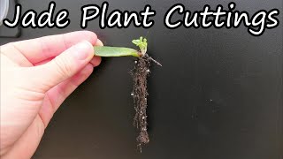 How To Propagate Jade Plants From Cuttings [upl. by Anwahsad]