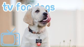 8 HOURS of DOG TV Fun and Entertaining TV for Dogs NEW 2019 [upl. by Ahsenad254]