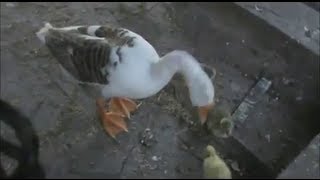 Goose quacking sound effect [upl. by Mellen]