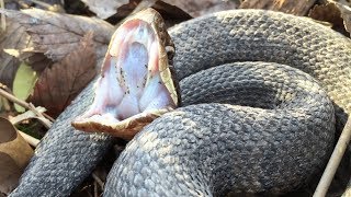 COTTONMOUTH or WATER SNAKE test [upl. by Hedvah]